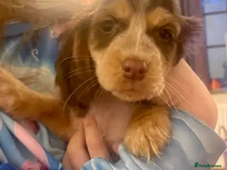 Cocker Spaniel dogs Stunning cockers ready now - Advert 13