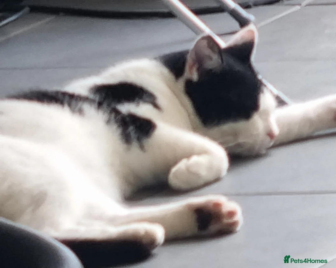 Mixed Breed cats for sale: Male cat for rehoming  - Advert 2