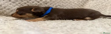 Jack Russell Puppy 1