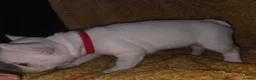 French Bulldog dogs for sale: French bulldog puppies - Advert 6