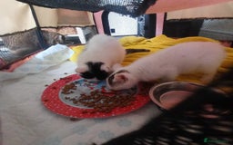Mixed Breed cats for sale: 2 black and white kittens  - Image 4