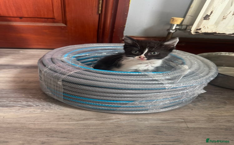 Domestic Shorthair cats - Advert 10