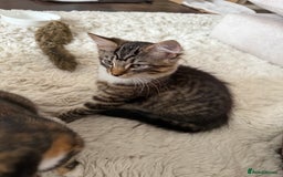 Mixed Breed cats for sale: 1 BEAUTIFUL KITTEN LEFT - 1 BOY! - Image 21