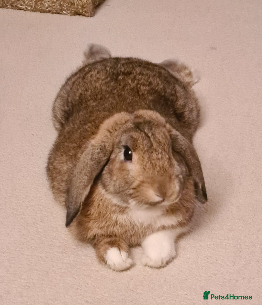 Mixed Breed rabbits Nibbles - Advert 2