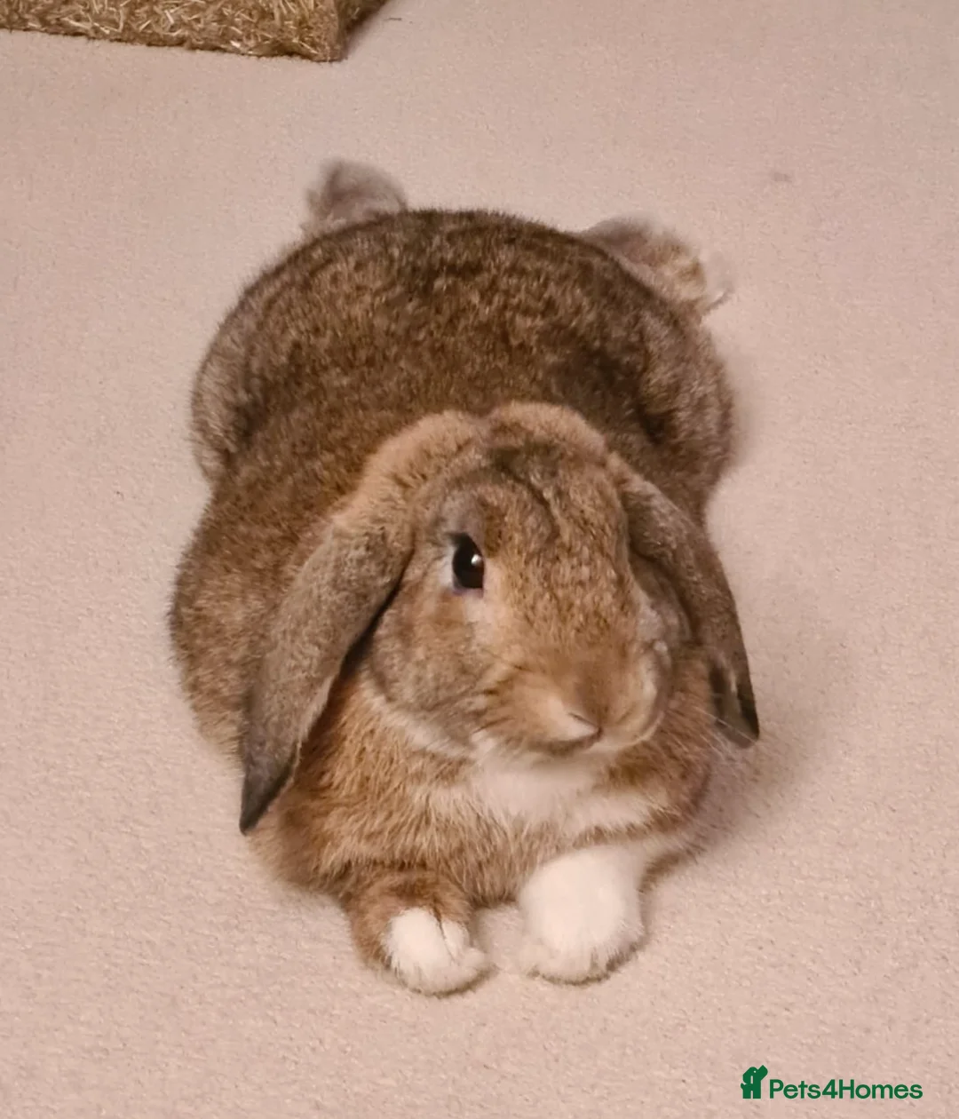 Mixed Breed rabbits for sale: Nibbles in Sutton - Advert 1