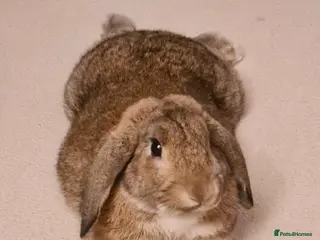 Mixed Breed rabbits Nibbles - Advert 2