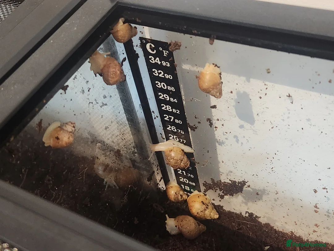 Snails invertebrates for sale: Giant African Land Snails - Advert 2