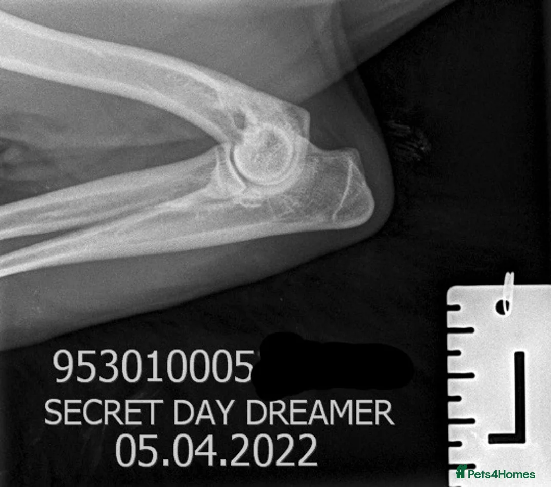 Cocker Spaniel dogs for sale: STUNNING SABLE COCKER BOY  - Advert 8