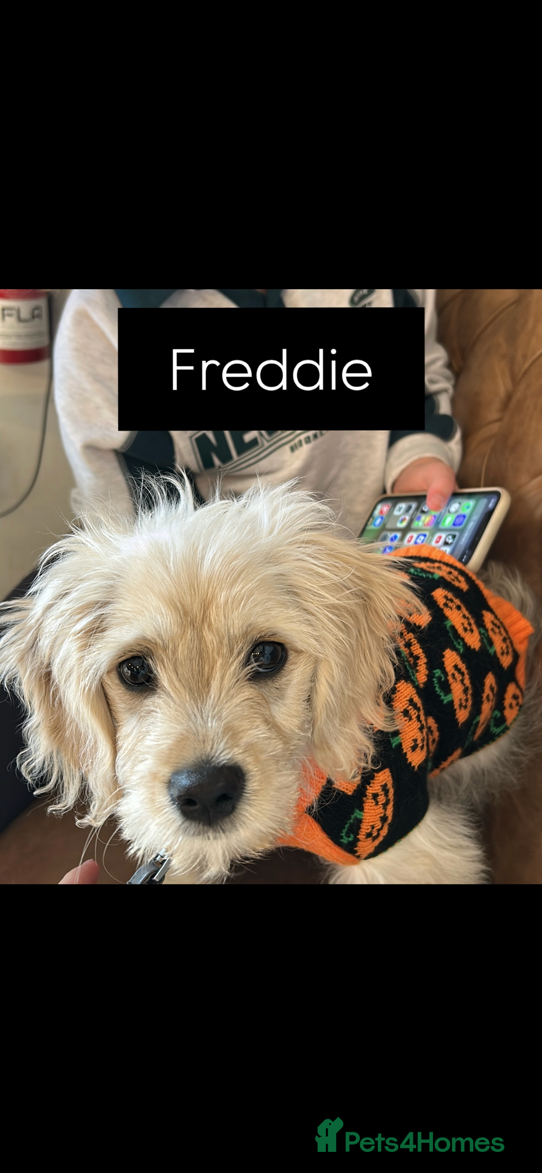 Cavapoochon dogs for sale: Male CavapoochonPuppy - Advert 3