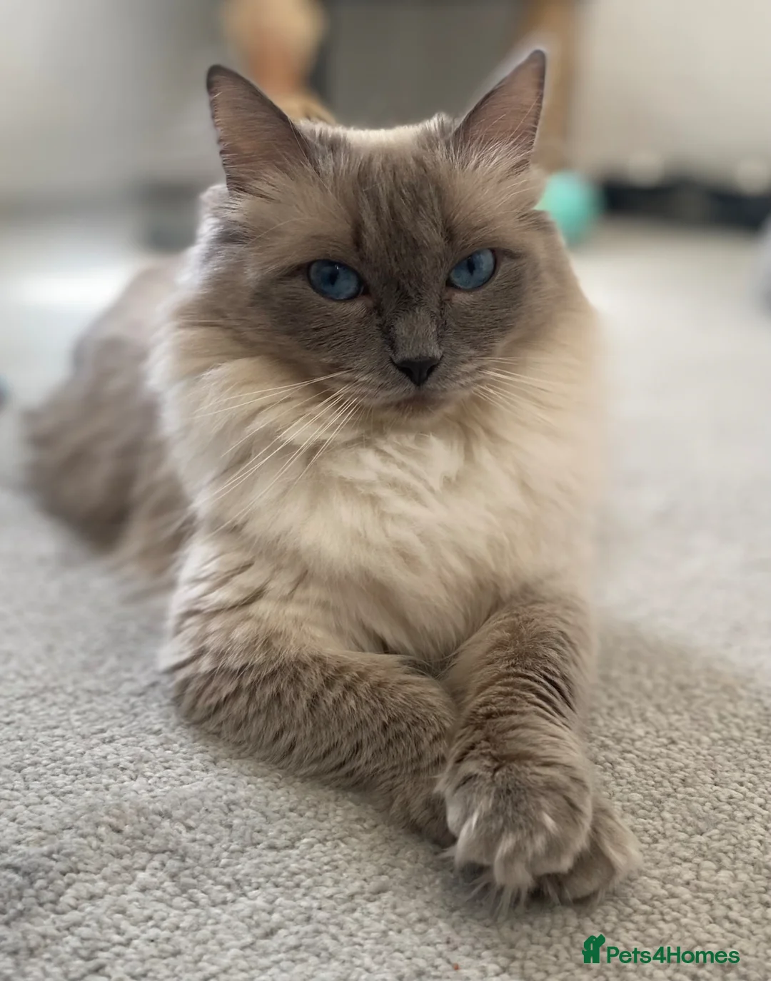 Ragdoll cats for sale: 🏆GCCF registered ragdoll kittens🏆 - Advert 2