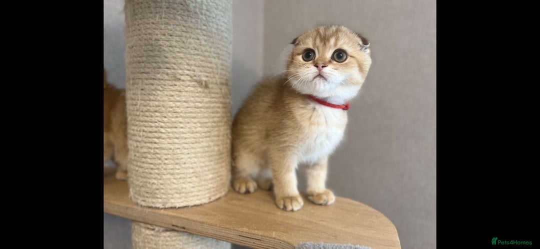 Scottish Fold cats for sale: Beautiful TICA-Reg Scottish Fold Girls - Advert 11
