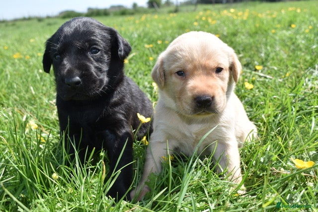 Labrador Retriever dogs Stunning Working Pedigree Labrador Puppies  - Advert 14