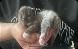 Mixed Breed cats for sale: Ragdoll X kitten for sale  - Image 2