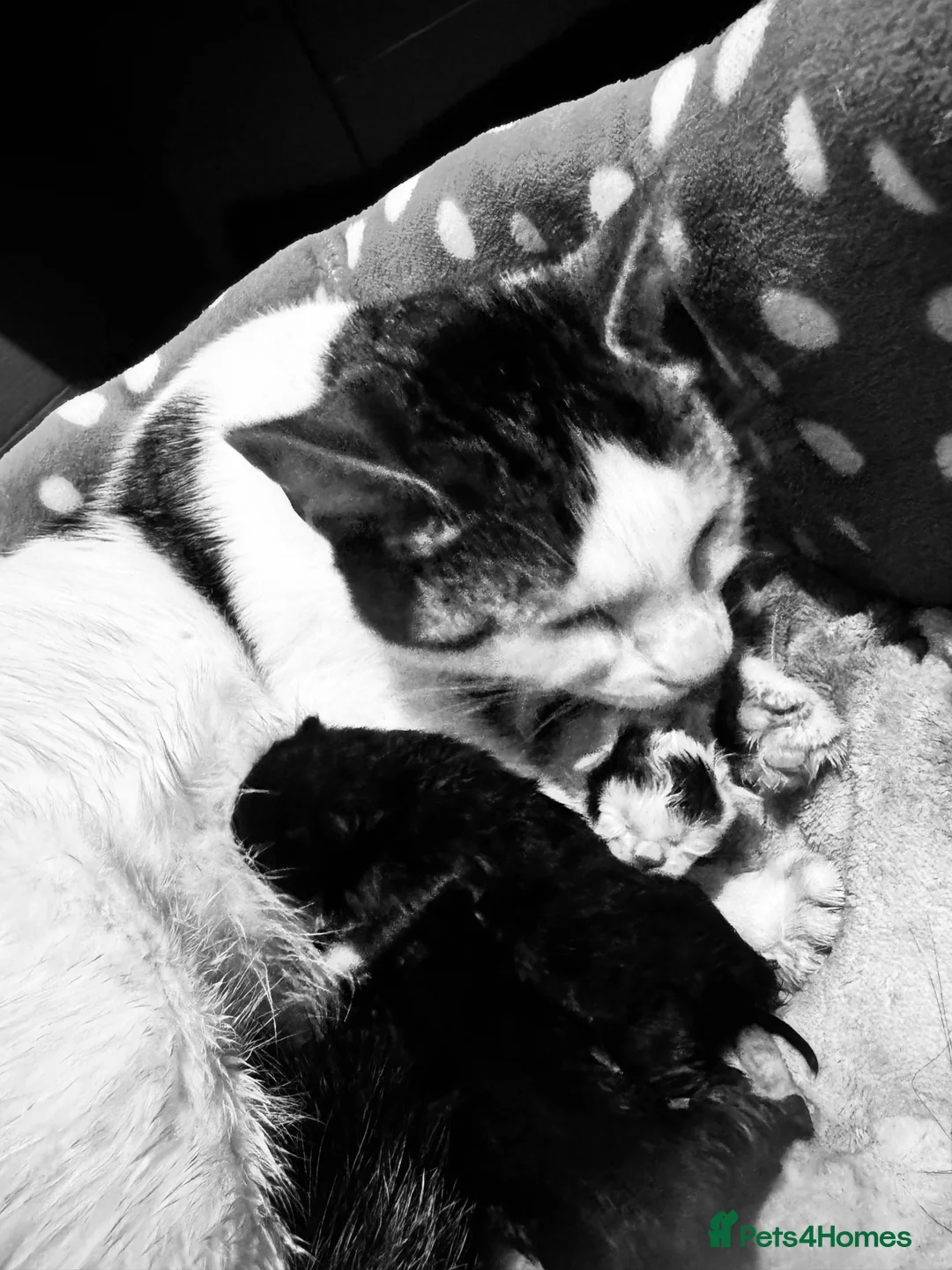 Mixed Breed cats for sale: Beautiful kittens. - Advert 7