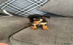 Mixed Breed dogs for sale: Yorkshire Terrier x jack Russel  - Image 2