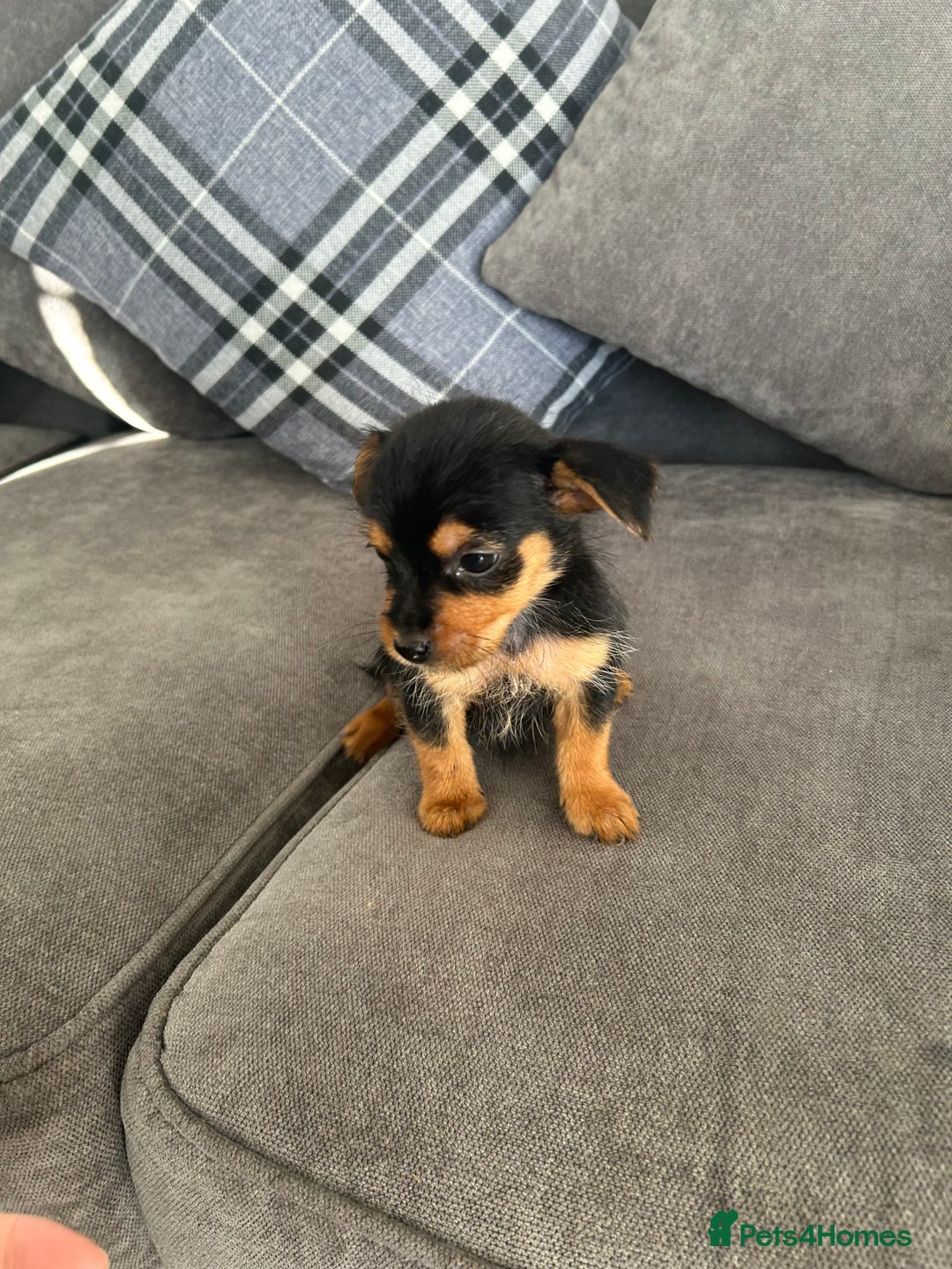 Mixed Breed dogs for sale: Yorkshire Terrier x jack Russel  - Image 2
