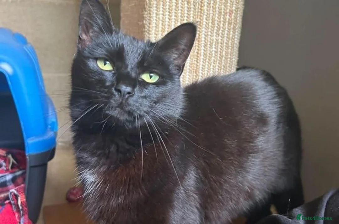 Domestic Shorthair cats for adoption: Molly - Advert 1