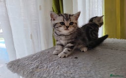 British Shorthair cats for sale: Silver Tabby  in Rochester - Image 8