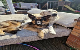 German Shepherd dogs for sale: Bella is looking for forever home - Image 20