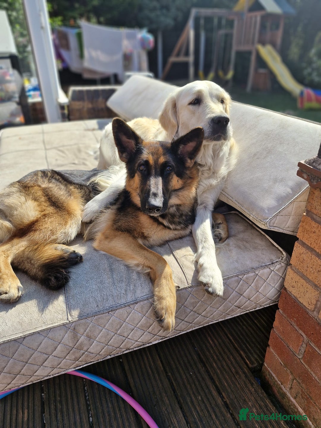 German Shepherd dogs for sale: Bella is looking for forever home - Image 20