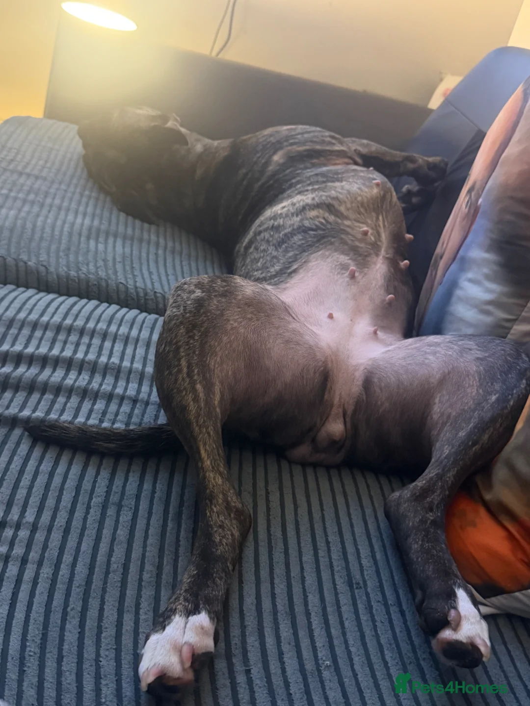 Staffordshire Bull Terrier dogs for sale: Staffordshire bull terrier female  - Advert 3