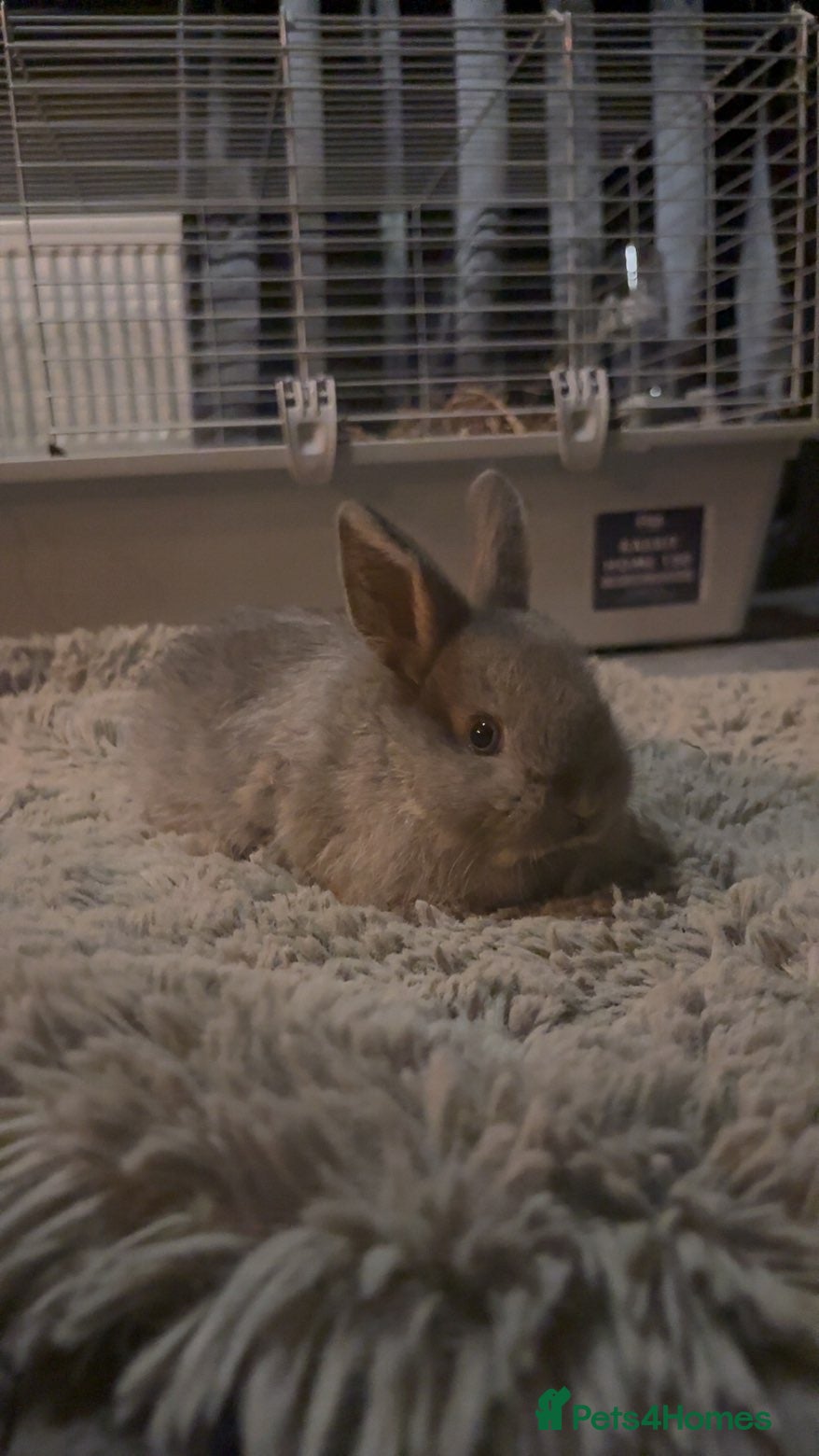 Lionhead rabbits Lion head cross mini lop  - Advert 17