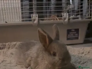 Lionhead rabbits Lion head cross mini lop - Advert 17