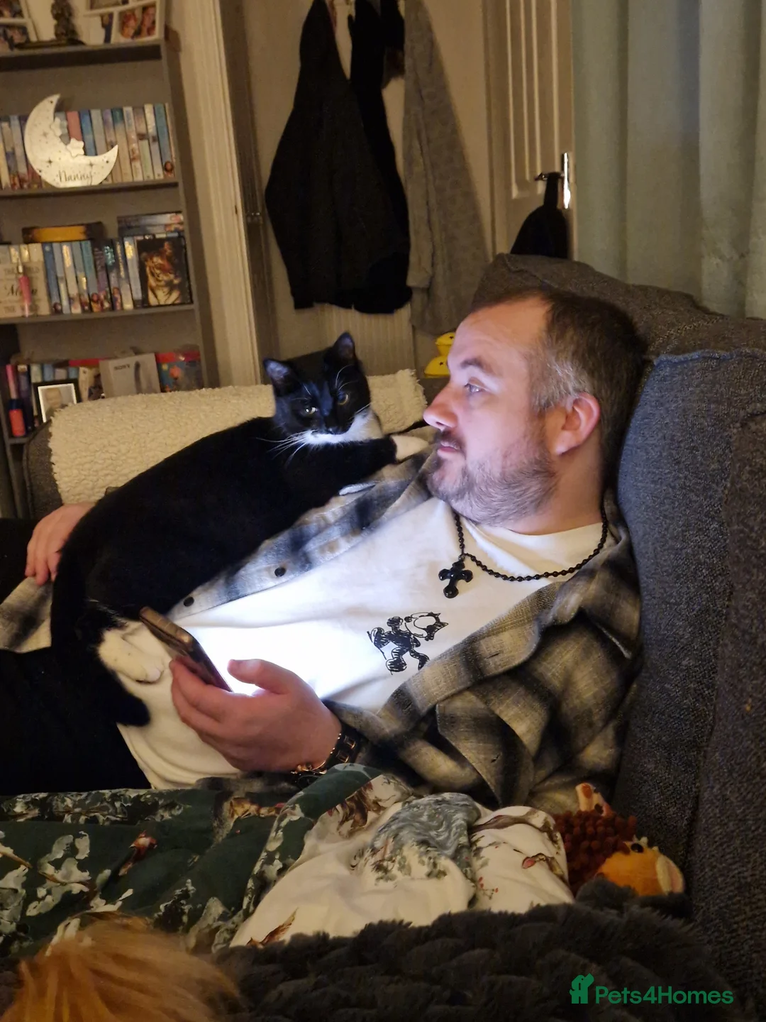 Mixed Breed cats for sale: 3 playful black and white kittens - Advert 9