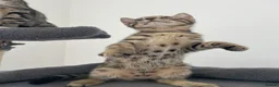 Bengal cats for sale: Bengal X READY NOW  - Advert 25