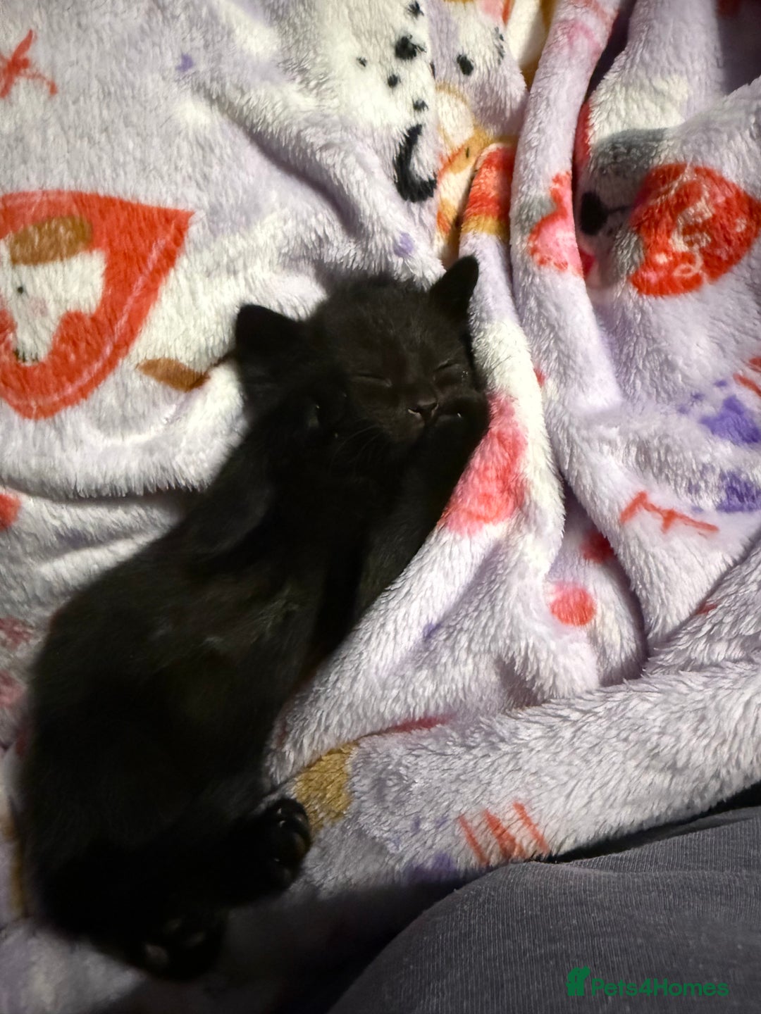 Mixed Breed cats for sale: 4 beautiful mixed kittens  - Image 10