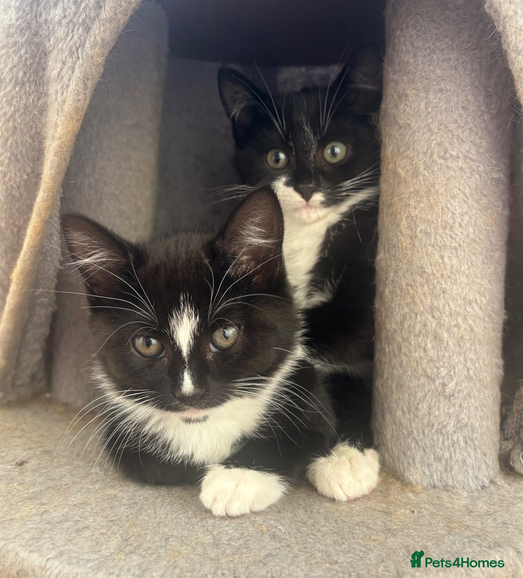 Mixed Breed cats Black and white Kittens  - Advert 1