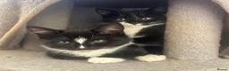Mixed Breed cats for sale: Black and white Kittens  - Advert 1