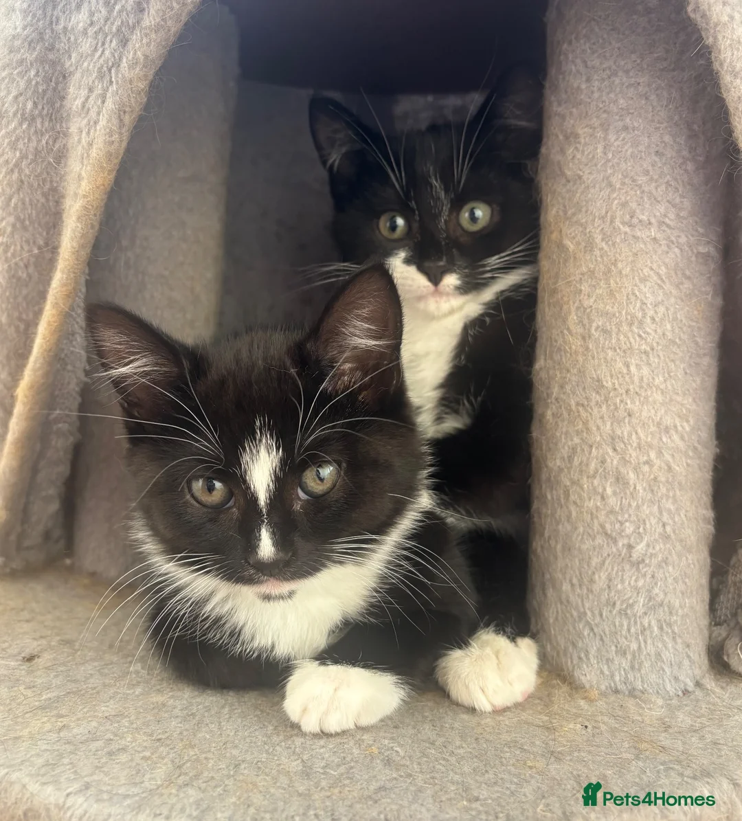 Mixed Breed cats for sale: Black and white Kittens  - Advert 1