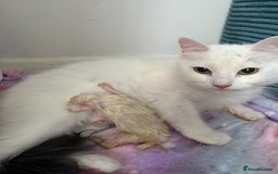 Mixed Breed cats for sale: White fluffy kittens for sale  - Image 15
