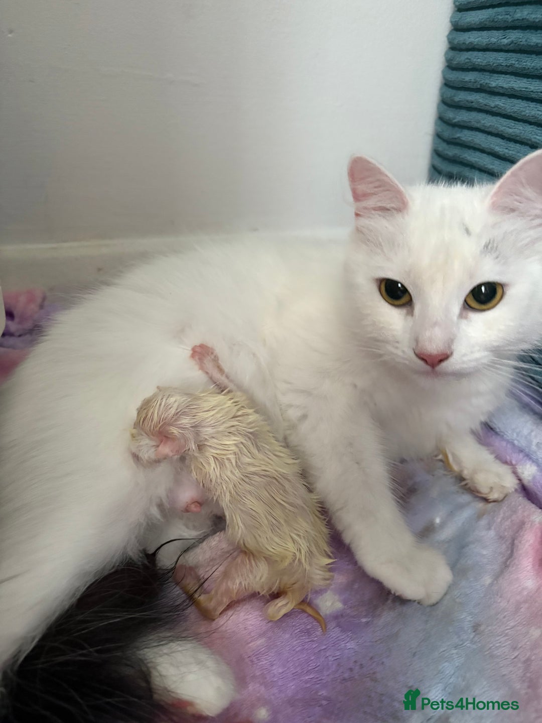 Mixed Breed cats for sale: White fluffy kittens for sale  - Image 15