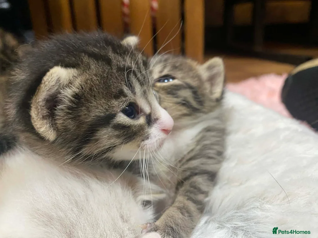 Mixed Breed cats for sale: Bengal mother. Father tabby with maincoon kittens  in Sanquhar - Advert 9