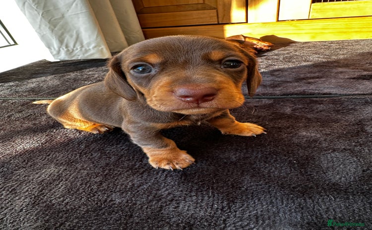 Miniature Dachshund dogs - Advert 1