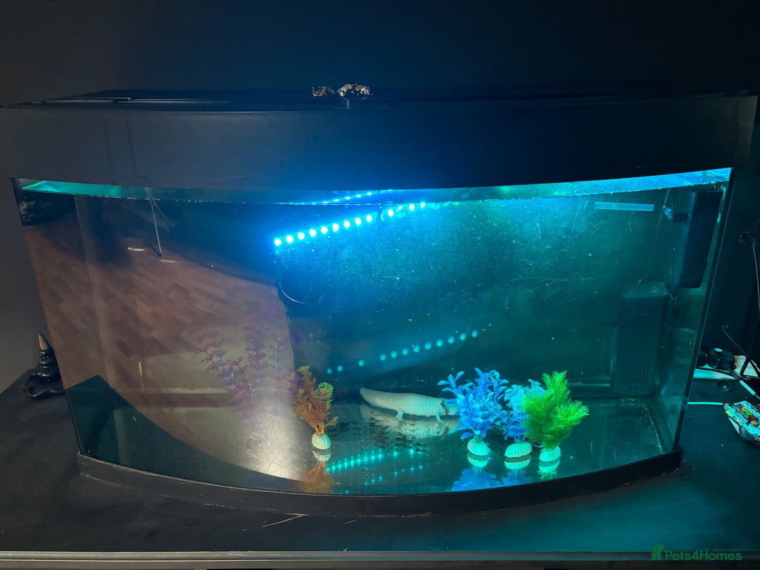 Axolotl reptiles for sale: 2 x Axolotl’s female REHOME  - Advert 2