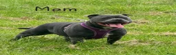 Staffordshire Bull Terrier dogs for sale: Stunning Blue Staffie Pups 🐾 - Advert 3