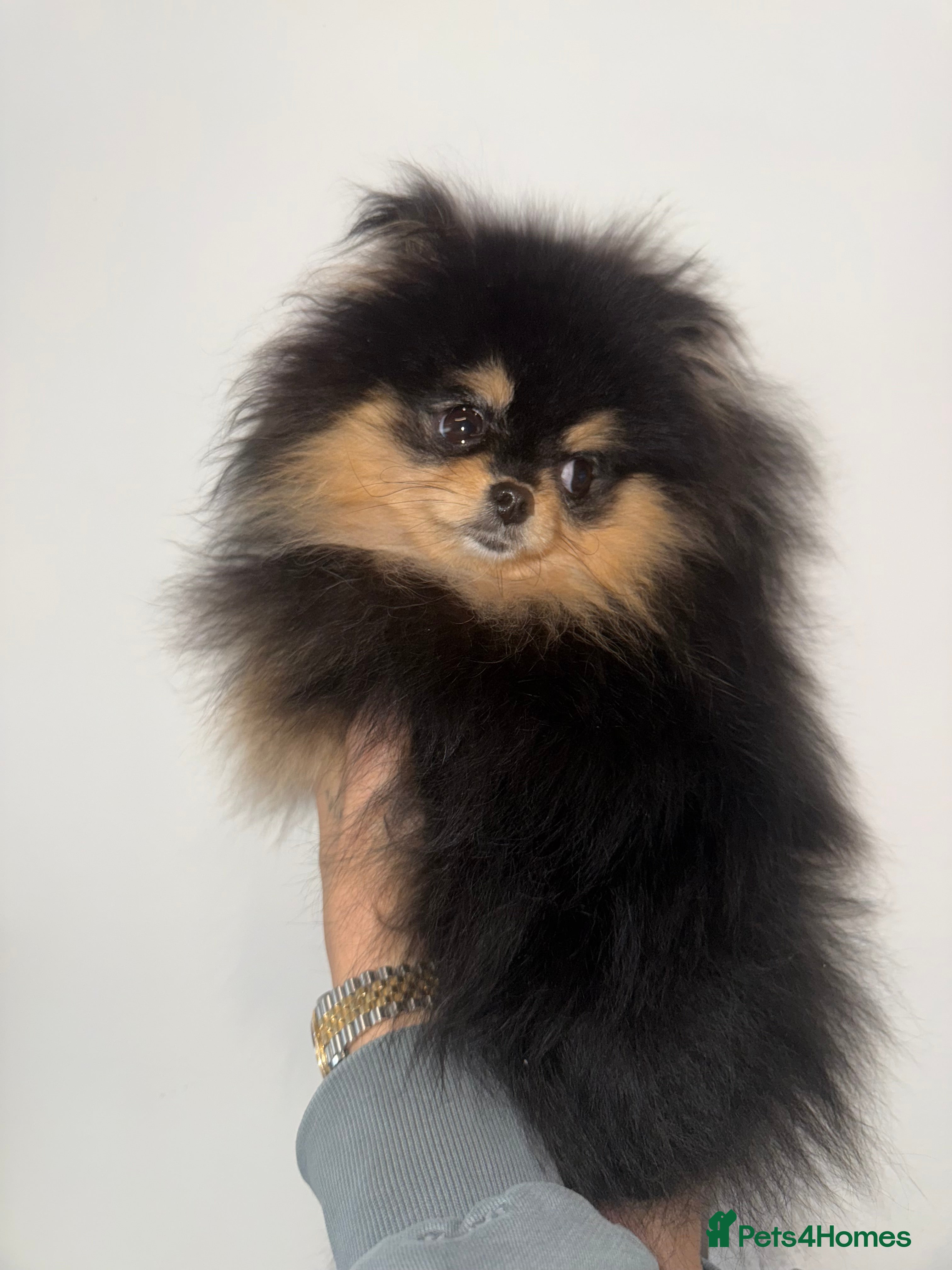 Pomeranian dogs 10 month old boy - Advert 1