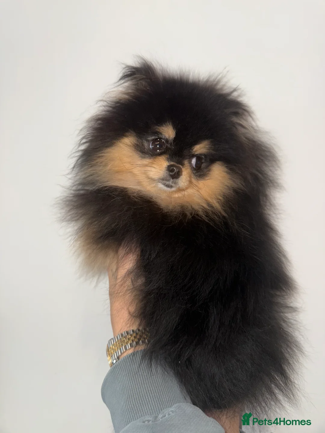 Pomeranian dogs for sale: 10 month old boy - Advert 2