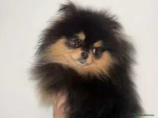 Pomeranian dogs 10 month old boy - Advert 1