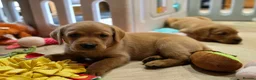Labrador Retriever dogs for sale: 2 BEAUTIFUL CHUNKY KC REG FOX RED LABRADORS - Advert 6