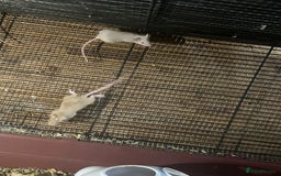 Mouse rodents for sale: Mice Babies (Hand Friendly) in Crewe - Image 9