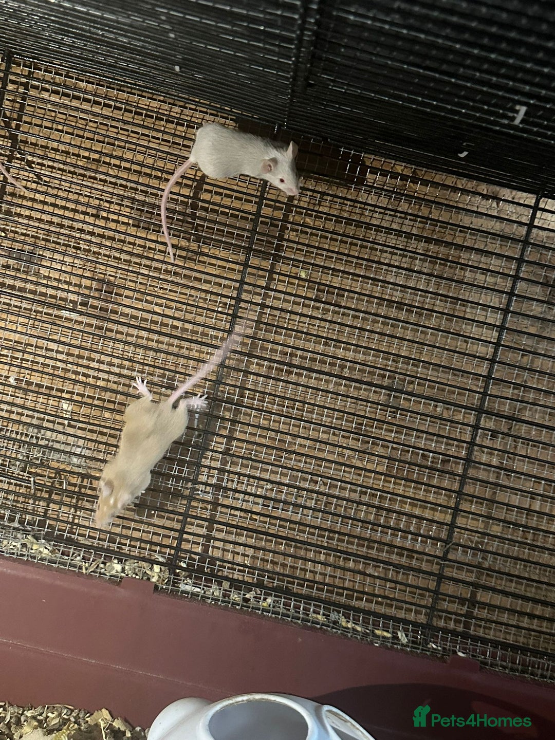 Mouse rodents for sale: Mice Babies (Hand Friendly) in Crewe - Image 9