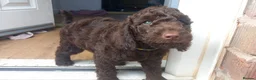 Cockapoo dogs for sale: Last stunning f2b Chocolate cockapoo boy - Advert 4