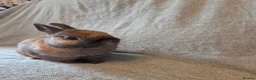 Netherland Dwarf rabbits for sale: 14 week old pure Netherland Dwarf 🩵 - Advert 7