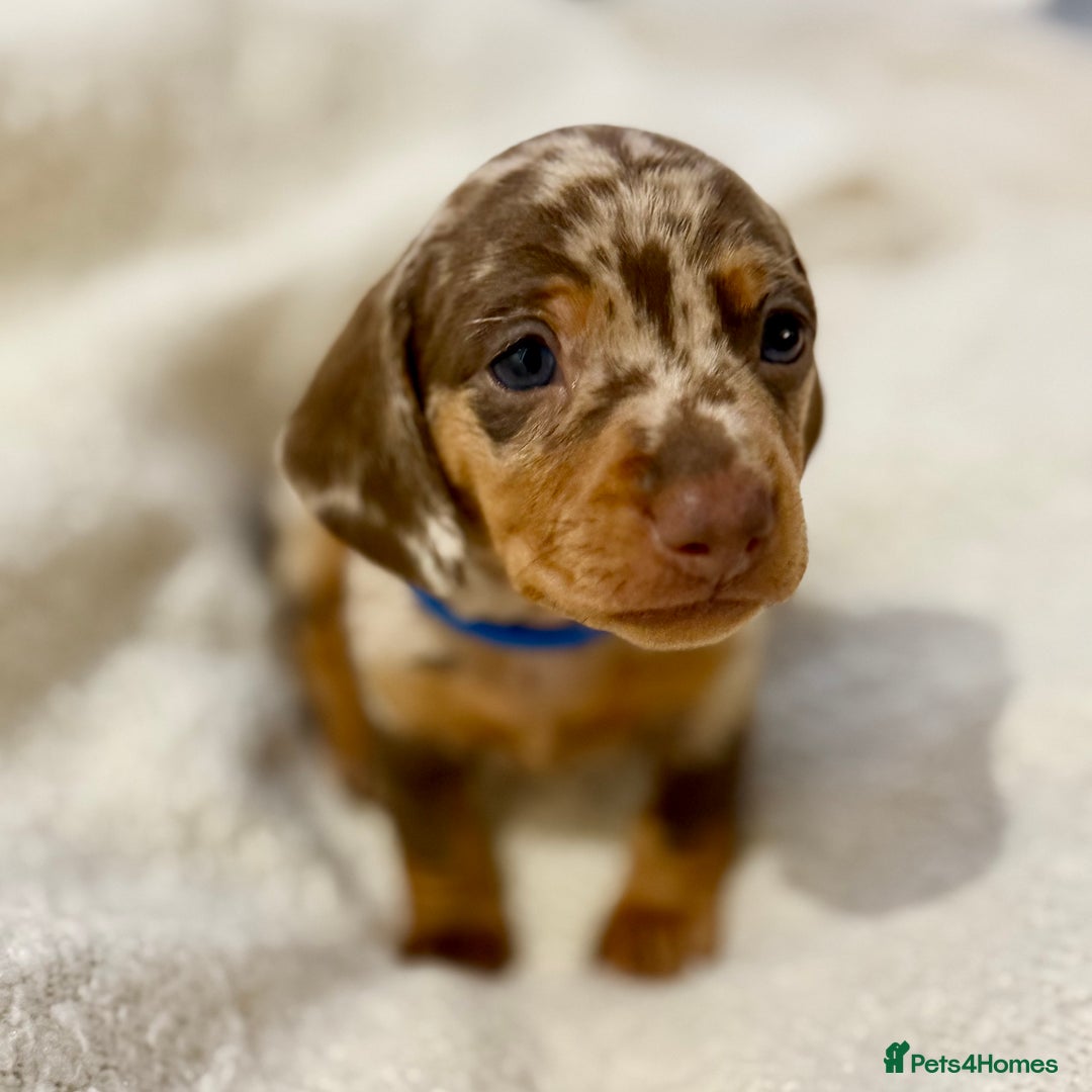 Miniature Dachshund dogs for sale: Mini Dachshund KC Reg -  ONLY 3 MALE PUPS LEFT!  - Advert 12