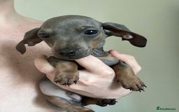 Dachshund dogs for sale: Daschund puppies  - Image 2