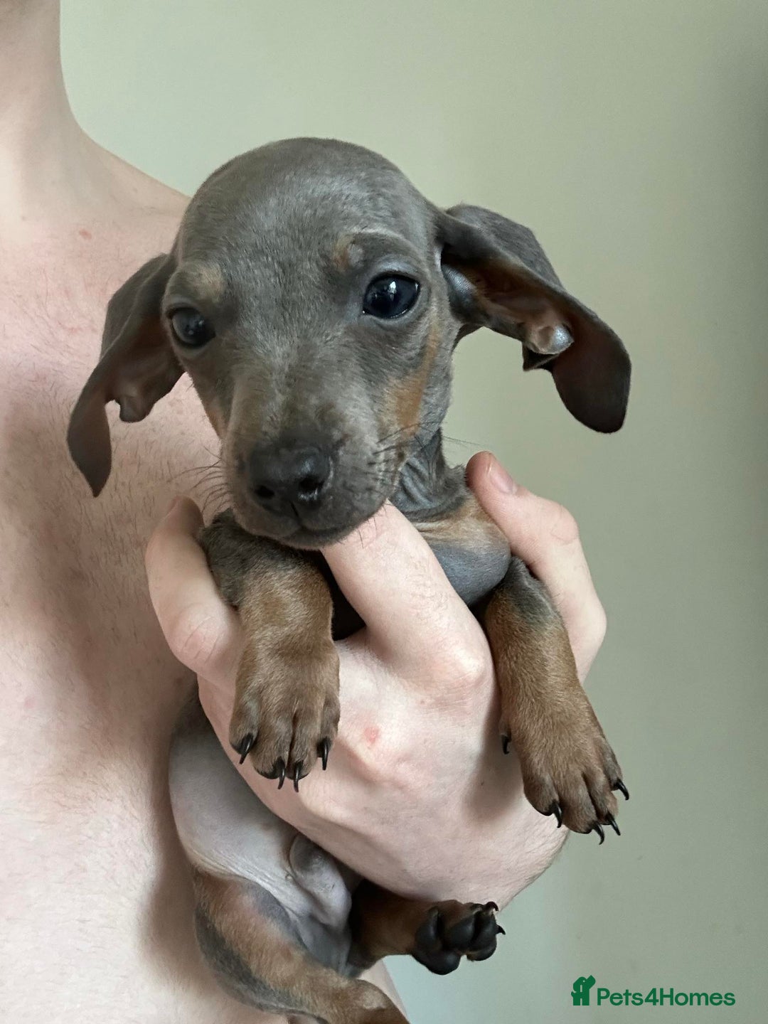 Dachshund dogs for sale: Daschund puppies  - Image 2